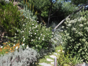 Macchia Mediterranea